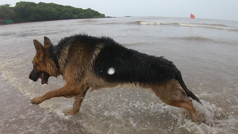 perro pastor alemán en la playa jugando con su dueño, videos 4k, mojado y feliz