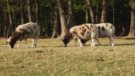 spotted sheep grazing in a forest