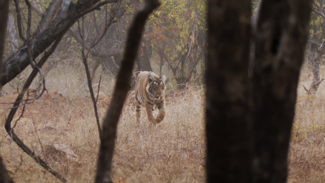Slow motion footage of a young Tiger Cub in Ranthambore Tiger Reserve in Indian state of Rajasthan