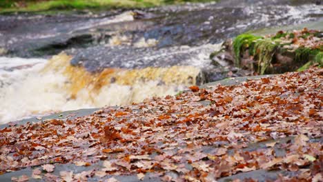 Tranquil-winter-woodland-with-a-slow-stream,-golden-oak-trees,-and-fallen-leaves,-offering-a-peaceful-and-relaxing-scene