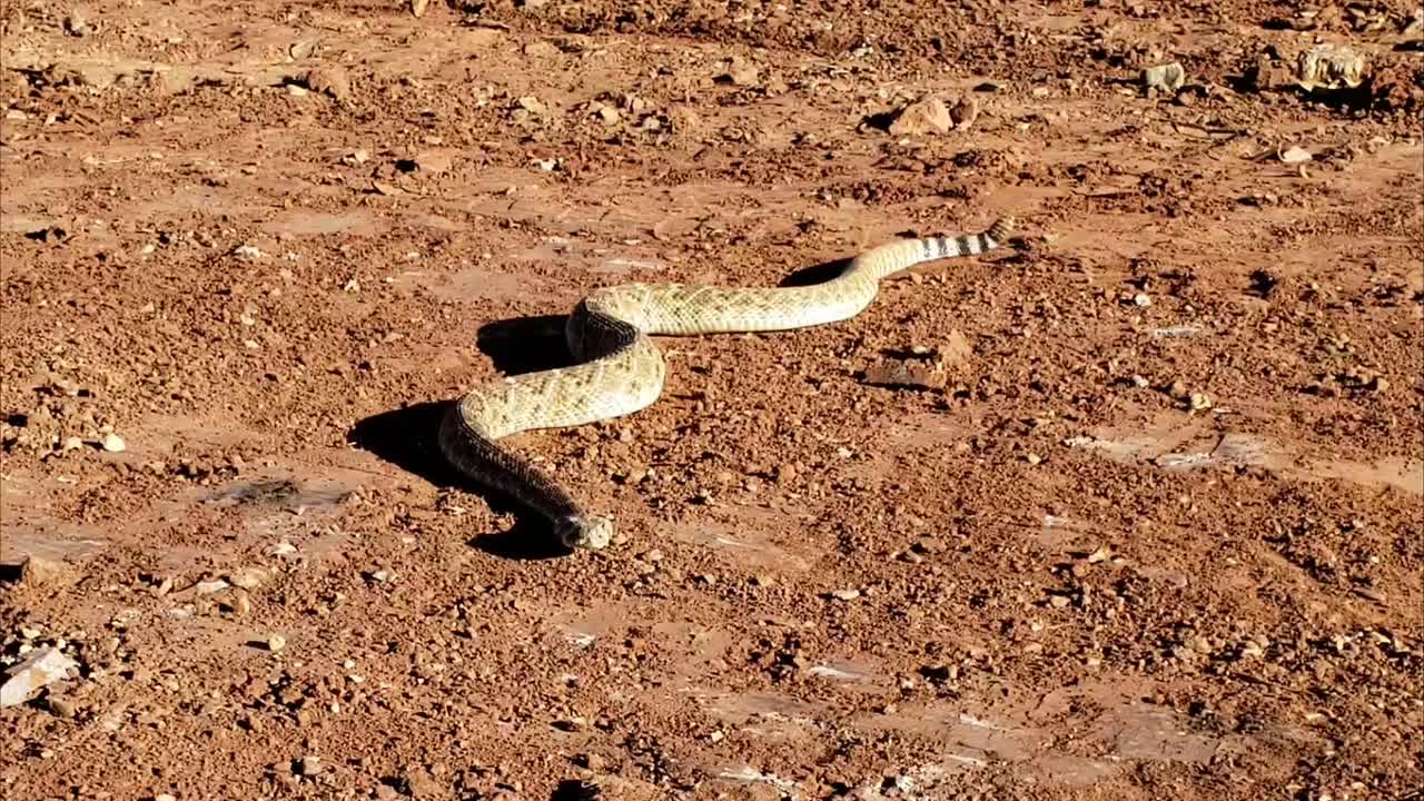 serpiente de cascabel de espalda de diamante en wichita falls texas en noviembre a lo largo del río wichita