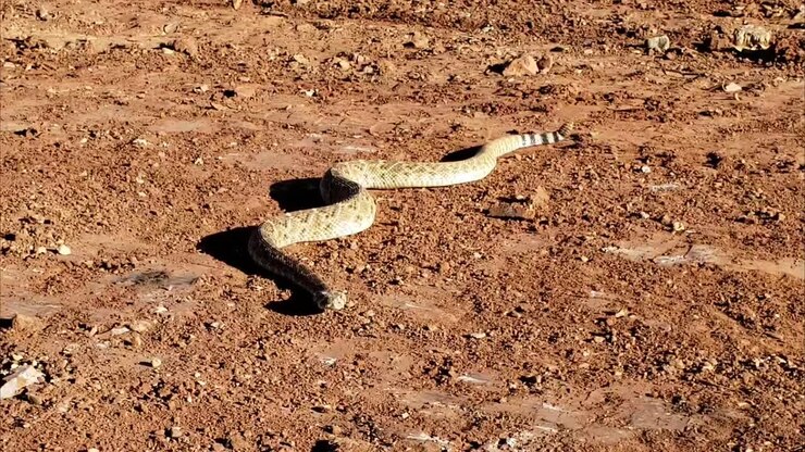 Diamondback Rattlesnake in Wichita Falls Texas in November along the Wichita River