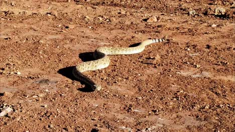 Serpiente-De-Cascabel-De-Espalda-De-Diamante-En-Wichita-Falls-Texas-En-Noviembre-A-Lo-Largo-Del-Río-Wichita