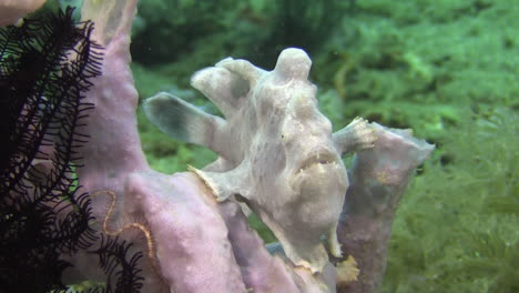 pale-lilac-version-of-painted-frogfish-sitting-on-a-sponge-or-coral,-slightly-moving