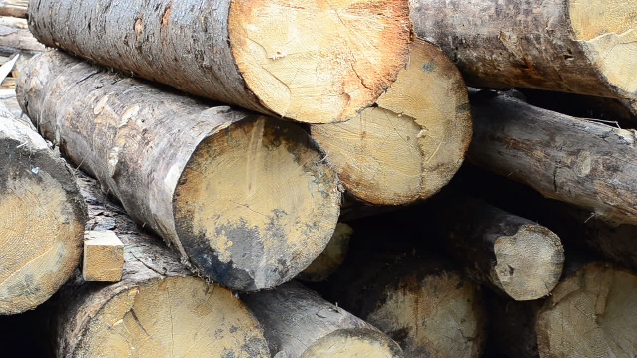 Shooting of firewood. Firewood in the yard