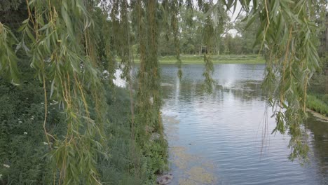 cerca de las ramas de los árboles de sauce frente a un estanque en primavera