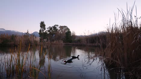 Beautiful-view-at-dusk-with-Muscovy-ducks-on-pond-and-mountain-range-in-background