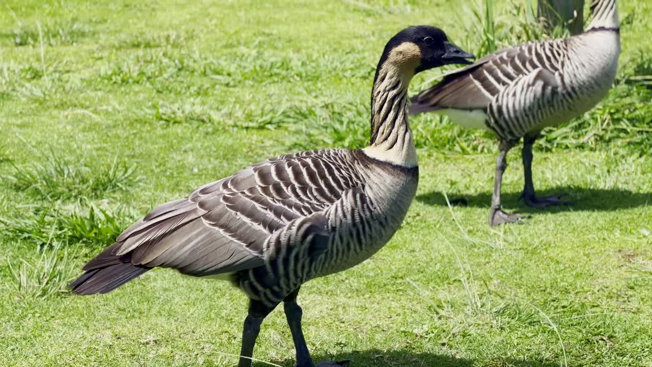 Cinematic close-up shot of two rare Hawaiian nenes at Kilauea Point National Wildlife Refuge on the island of Kaua'i, Hawai'i