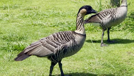 Cinematic-close-up-shot-of-two-rare-Hawaiian-nenes-at-Kilauea-Point-National-Wildlife-Refuge-on-the-island-of-Kaua'i,-Hawai'i