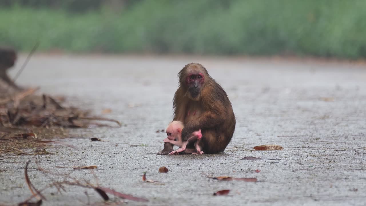 macaco de cola de muñón, macaca arctoides, imágenes de 4k