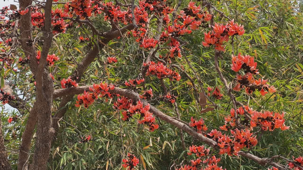Bright red flower of tree called flame of the forest, Bengal kino, dhak or palash blooming