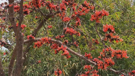 bright red flower of tree called flame of the forest, bengal kino, dhak or palash blooming