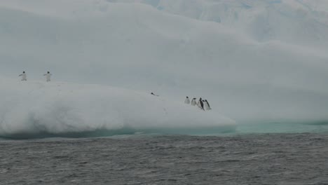 penguins jumping in and out of water, from stunning iceberg with ice and snow