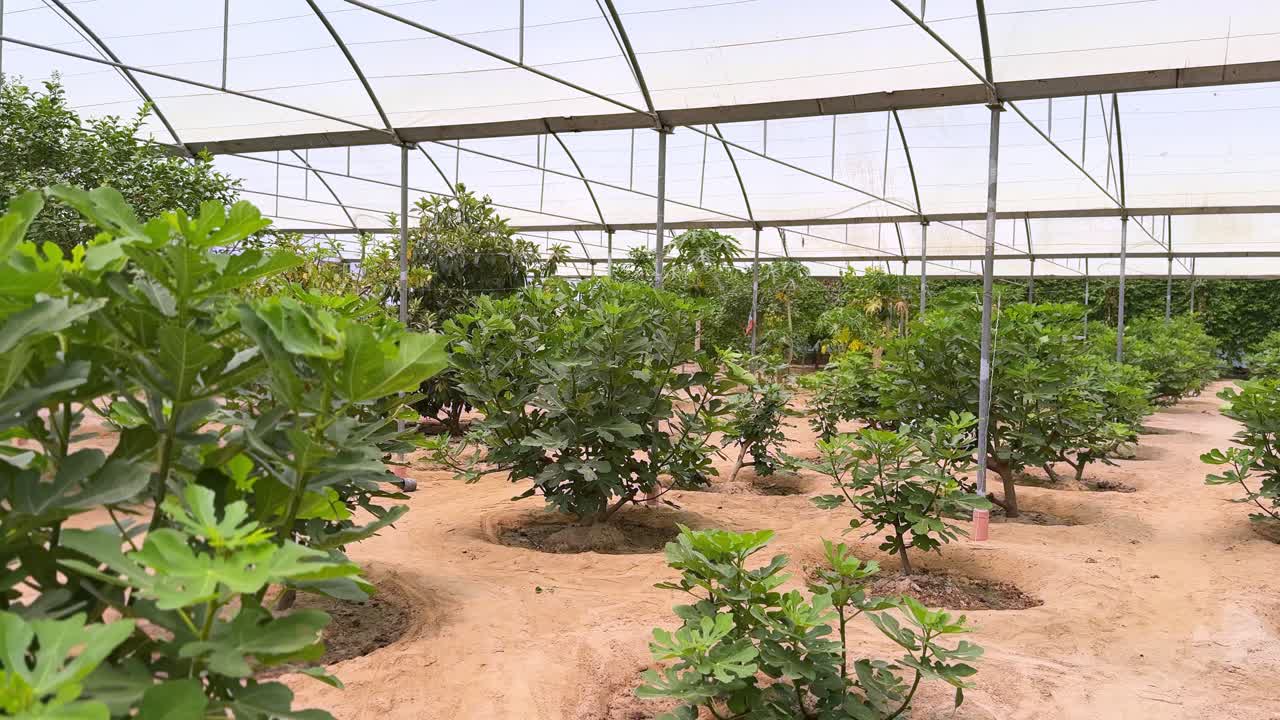 4K footage of a lush fig orchard inside a greenhouse in desert soil. Ideal for themes of sustainable farming, agriculture, food production, and climate innovation.