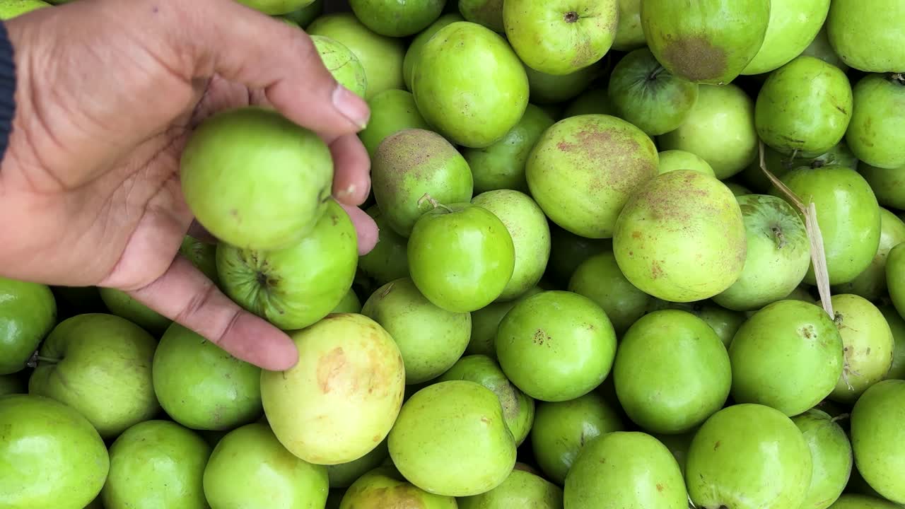 Selezione manuale ravvicinata di giuggiole indiane fresche e verdi da una pila al mercato locale della frutta
