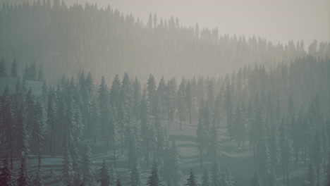 snow covered pine forest shrouded in mist during winter afternoon hours