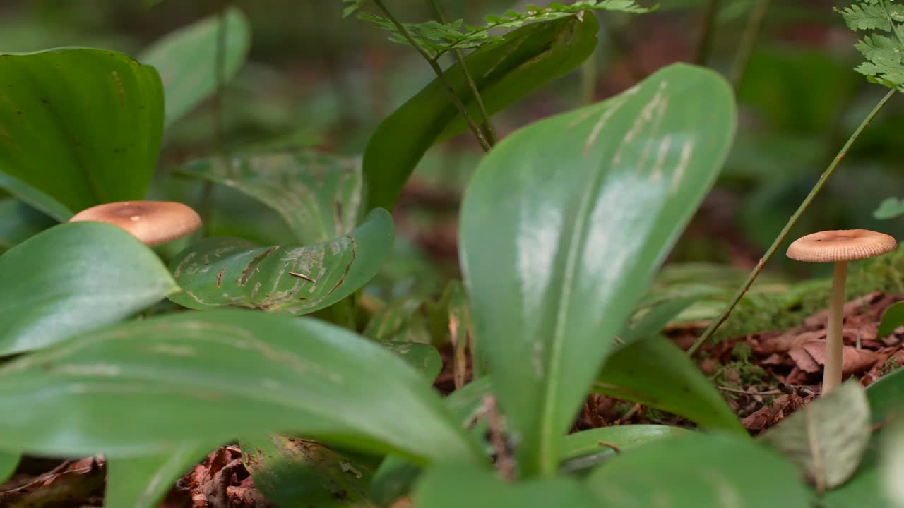 setas planas que crecen en el bosque fértil