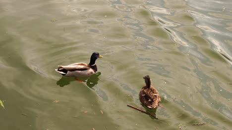 two common ducks swimming by river of green waters