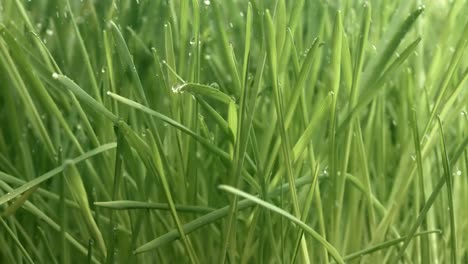 green grass close-up raindrops slowly falling on the grass.