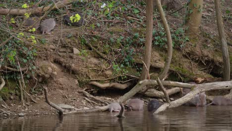 Toma-Estática-Que-Muestra-A-La-Familia-Nutria-Con-Adultos-Y-Niños-Descansando-En-La-Orilla-Del-Río-Junto-A-Las-Madrigueras