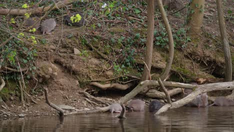 toma estática que muestra a la familia nutria con adultos y niños descansando en la orilla del río junto a las madrigueras