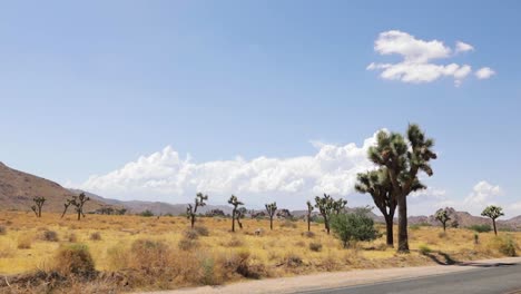 Still-video-of-South-African-nature-in-Cape-Town