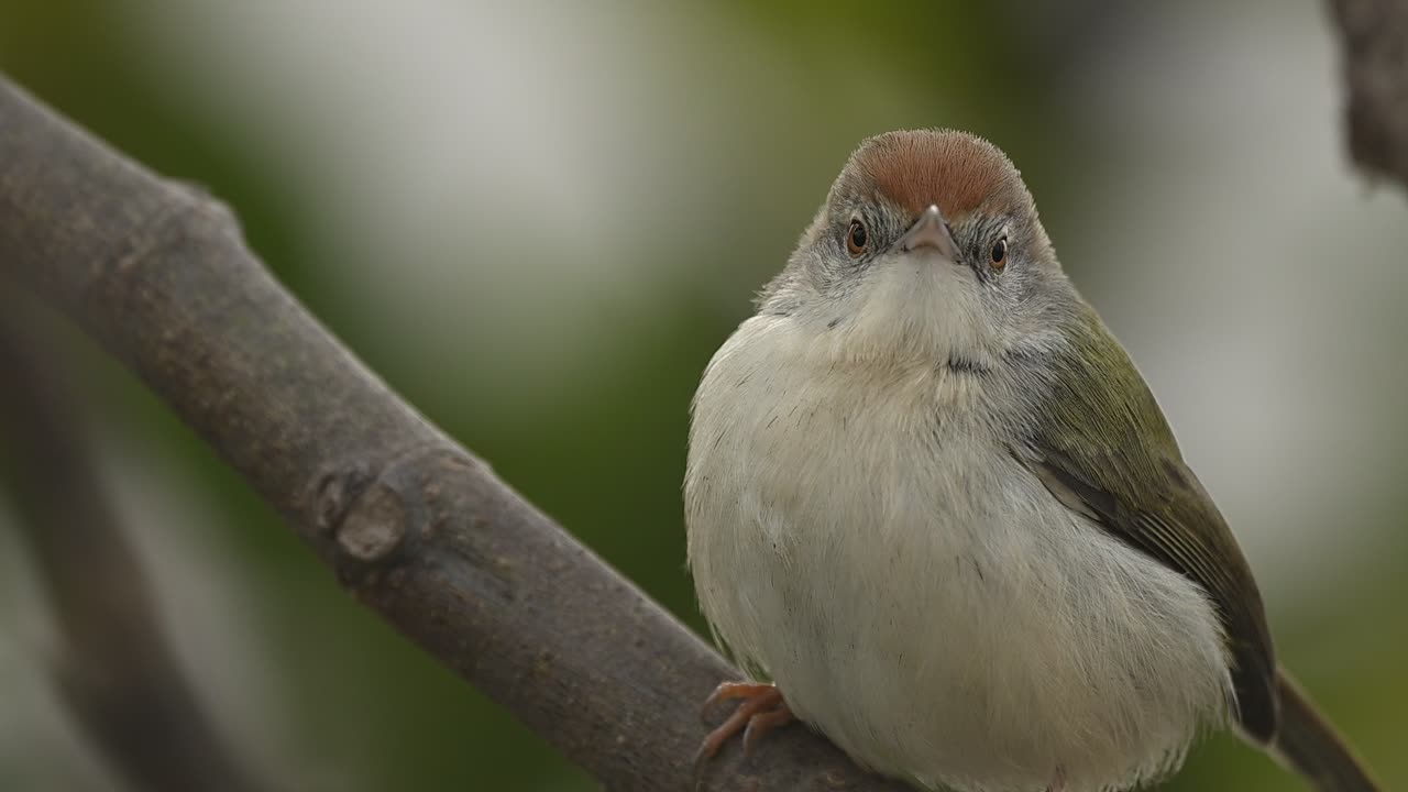 Una straordinaria macro di dettaglio di un beccasarte comune (Orthotomus sutorius) che cattura ogni minimo dettaglio delle sue piume e il suo occhio scuro, nitido.