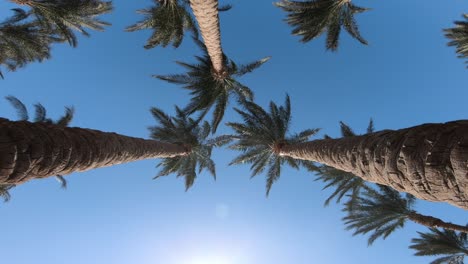 manila palm raw seed on tree