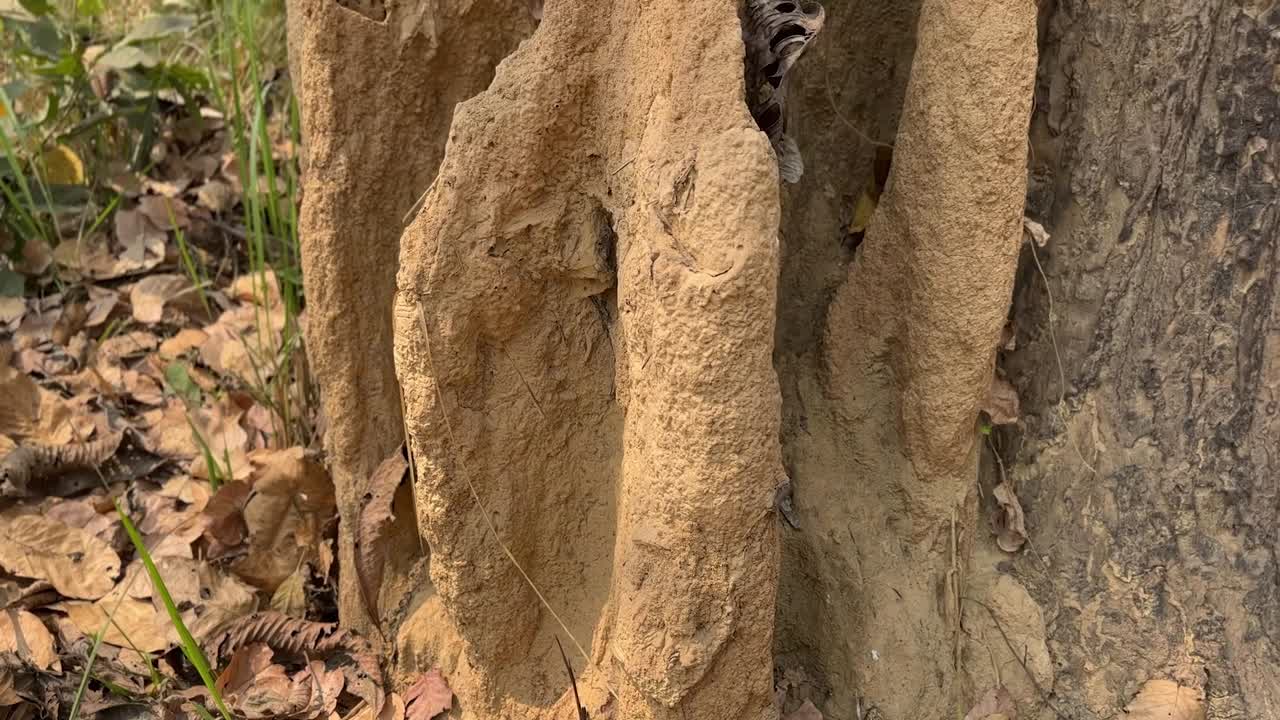 Tilting up shot of large termite mound in forest.
