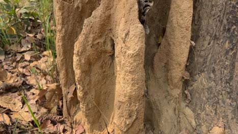 tilting up shot of large termite mound in forest.