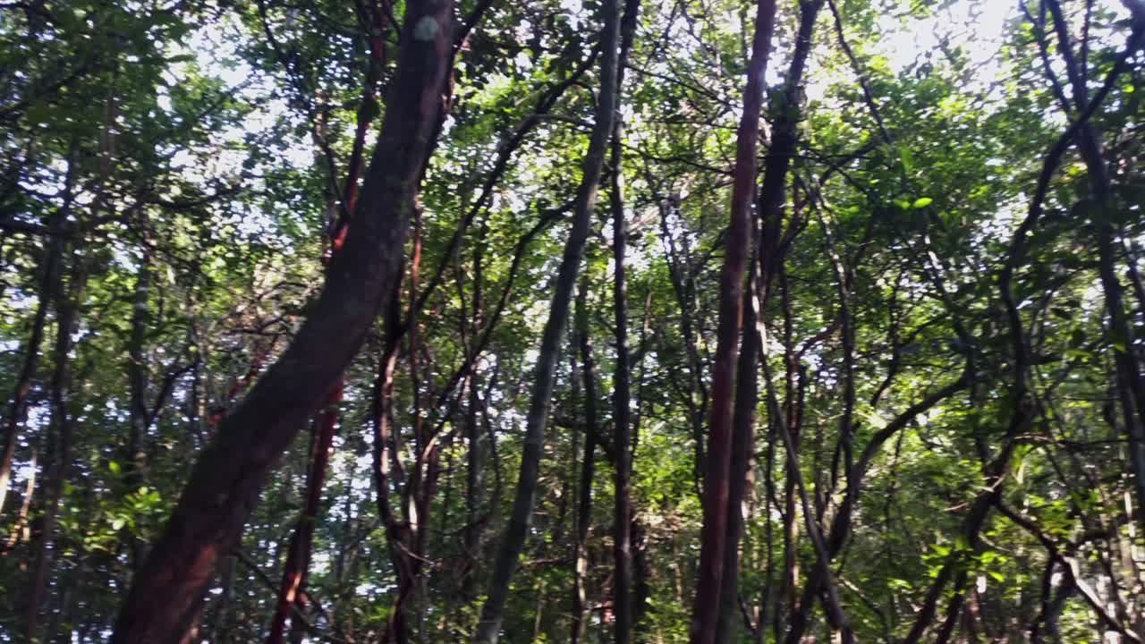 A view from the depth of rainforest, showing shadowed bent trees and illuminated light green leaves by sunshine, making the travelers losing herself or himself from realities