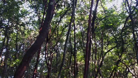 una vista desde la profundidad de la selva tropical, que muestra árboles doblados a la sombra y hojas verdes claras iluminadas por el sol, lo que hace que los viajeros se pierdan a sí mismos de las realidades