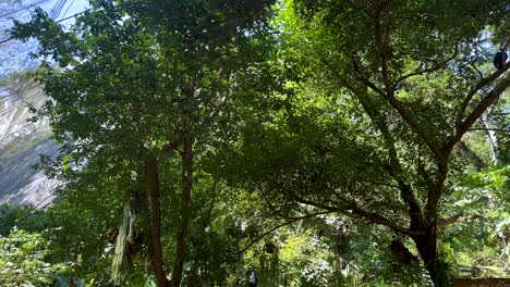 birds and trees in a lush garden setting