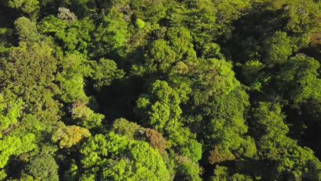 vista aérea de drones, mirando hacia abajo: el valle en la reserva del bosque nuboso de monteverde, costa rica