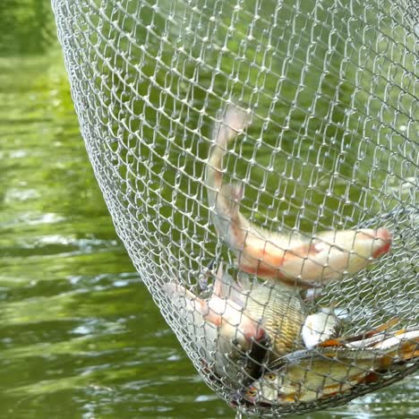 fishes are in a corf