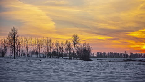 Timelapse-shot-of-snow-covered-landscape-with-trees-with-dry-branches-with-sun-setting-in-the-background-on-a-cloudy-evening