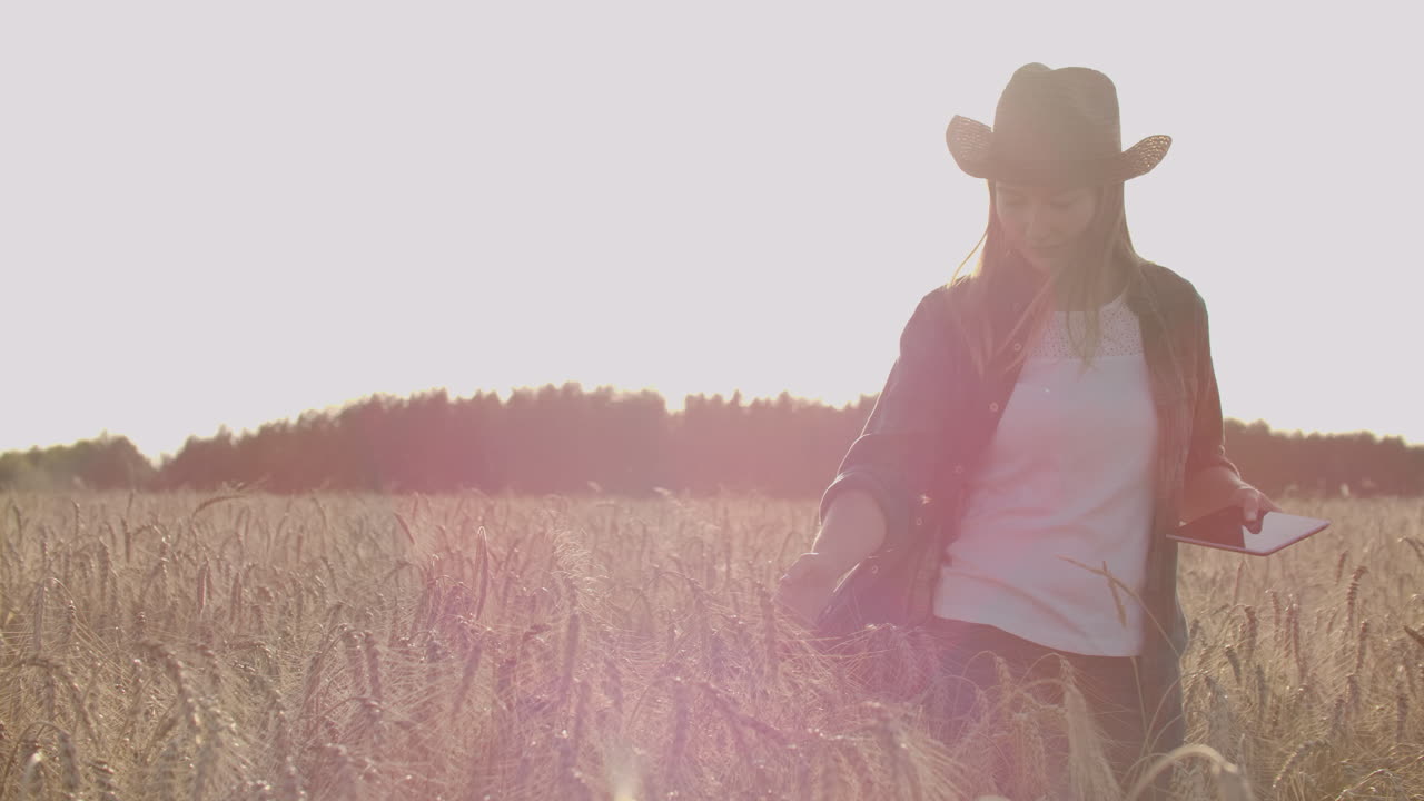 una mujer granjera con un sombrero y una camisa a cuadros toca los brotes y semillas de centeno examina y introduce datos en la tableta está en el campo al atardecer.