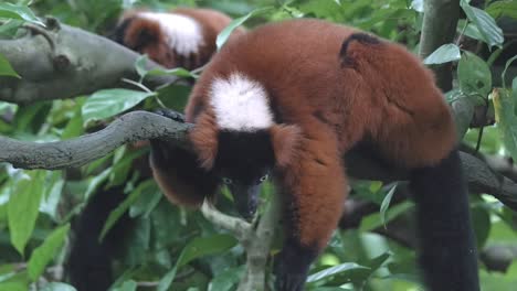 Roter-Gekräuselter-Lemur,-Der-Auf-Ast-Im-Wald-Ruht