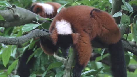 lémur rufo rojo descansando en la rama de un árbol en el bosque