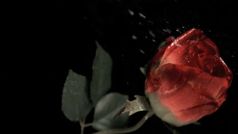 red rose being sprayed in super slow motion