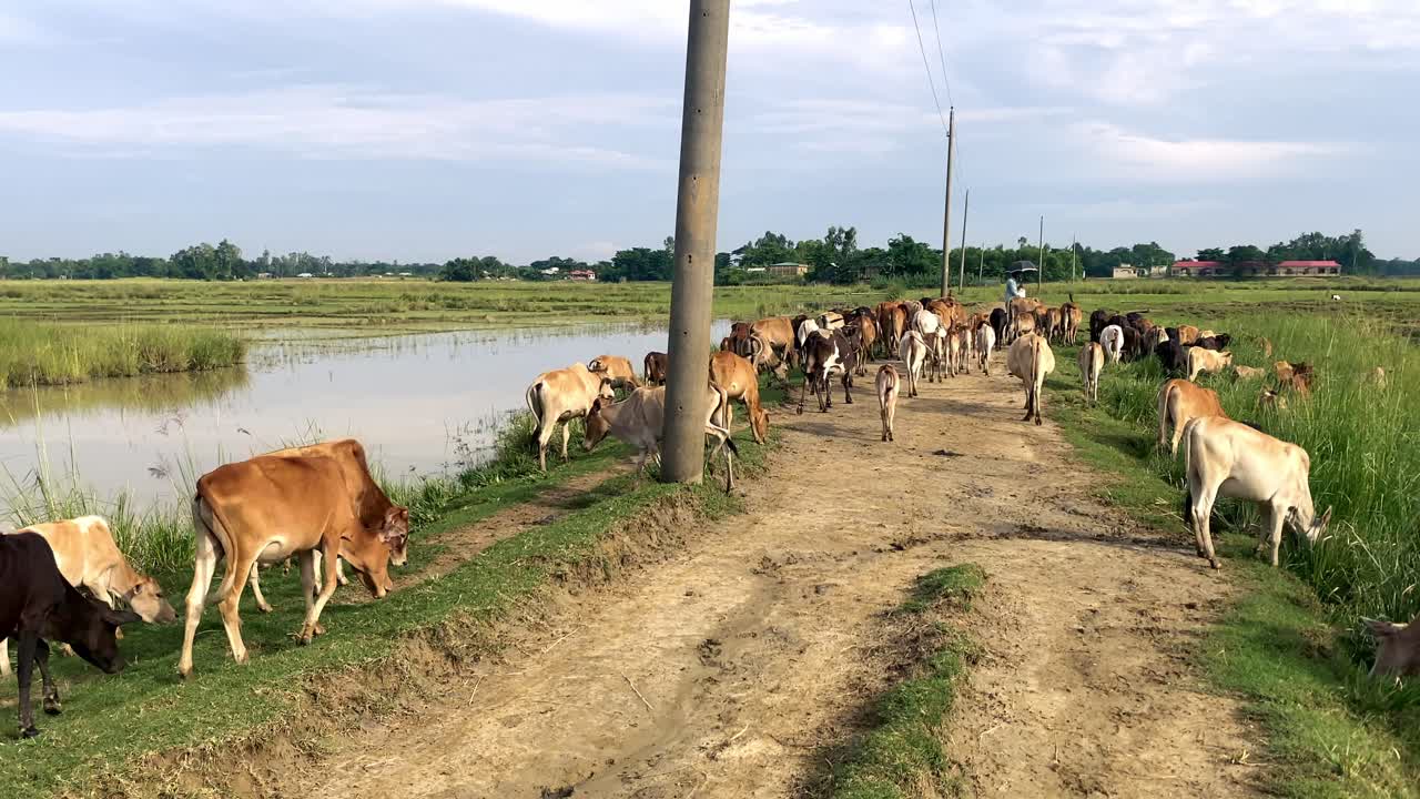 Cows grazing at rural path in farmland at the haor of Sylhet, Bangladesh