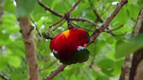 Yellow-bibbed-Lory,-lorius-chlorocercus,-hanging-on-tree-branch,-preening-and-grooming-its-feathers,-this-vulnerable-species-faces-threats-from-habitat-loss-caused-by-logging-activities,-close-up-shot