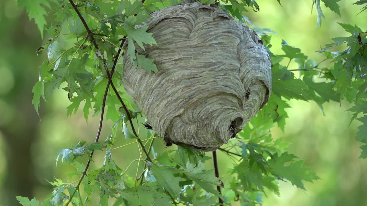 A paper wasp nest hanging from a tree in the woods in the wilderness in the summertime in slow motion