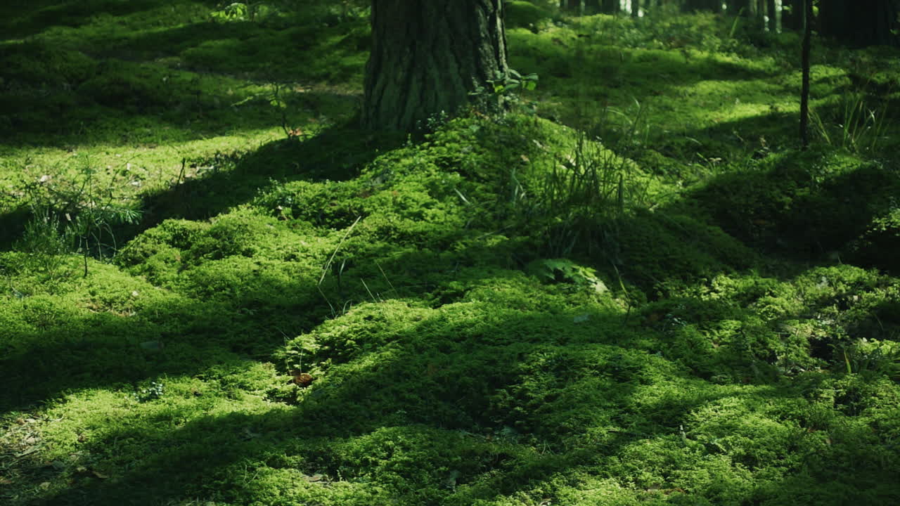 Campo di erba verde rigogliosa nel bosco. Erba verde brillante che ricopre il terreno.