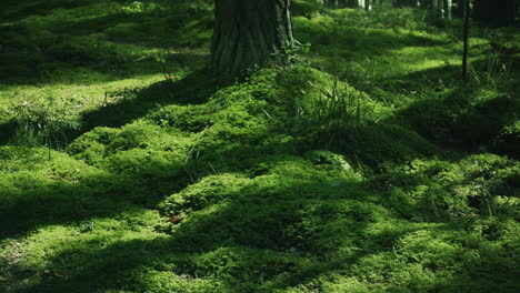 field of juicy green grass in wood. bright green grass covered ground