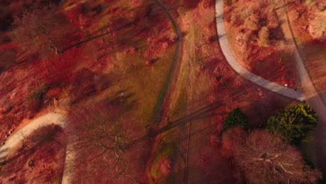 Forest-from-above-in-autumn