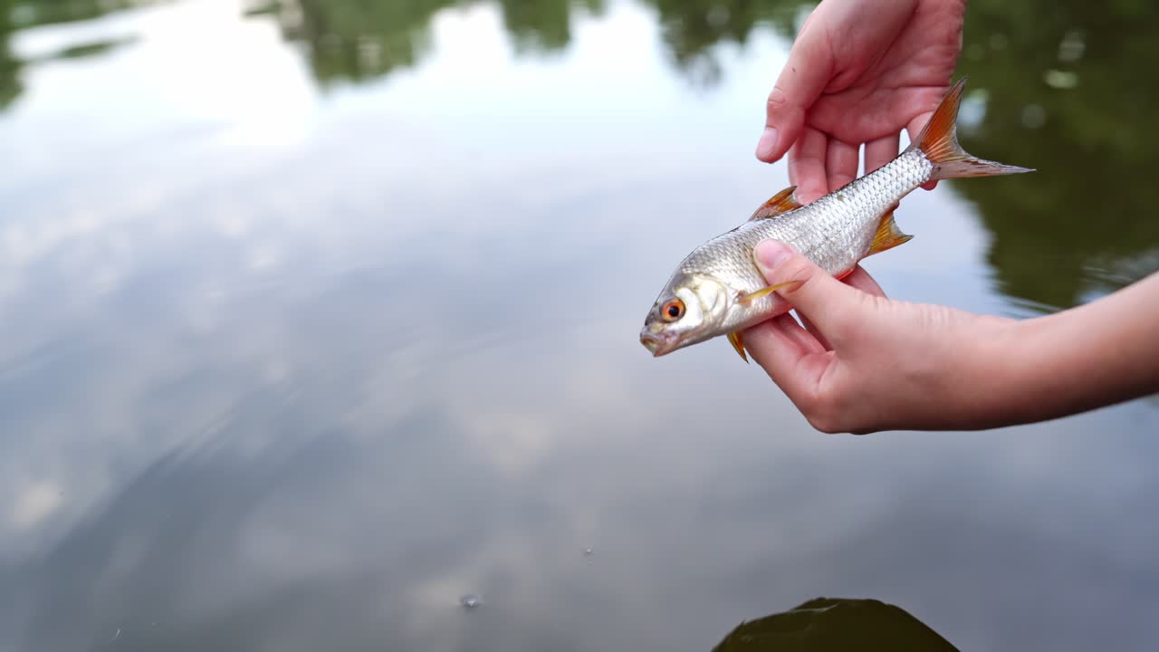 Hands holding alive fish on river background. Fisherman puts river fish into the water and lets it go to swim in summer day. Close-up.