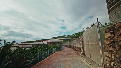 banana plantation on a mountainside