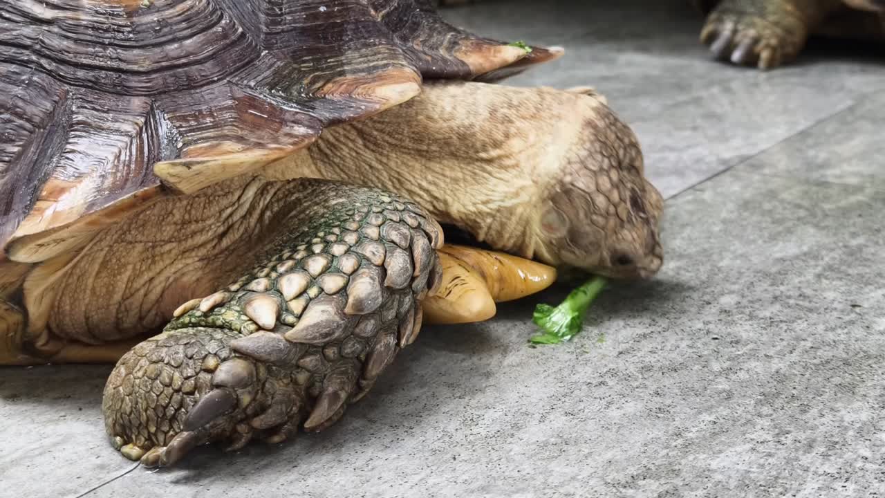 Giant Tortoise Eating