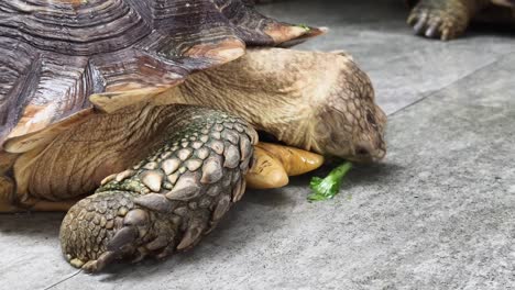 giant tortoise eating